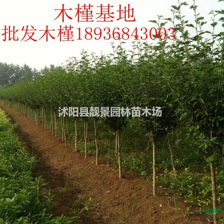 木槿苗最新价格 木槿1-6公分粗 江苏木槿基地批发
