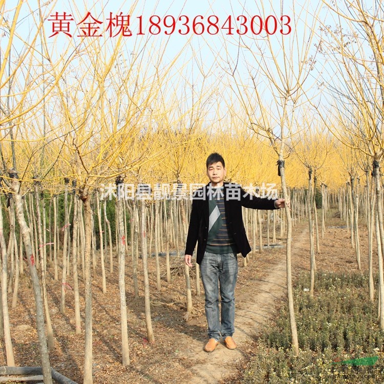 黄金槐最新价格 黄金槐江苏基地批发 黄叶槐苗圃直销