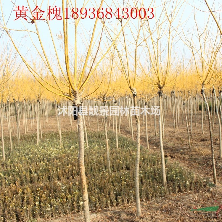 黄金槐最新价格 黄金槐江苏基地批发 黄叶槐苗圃直销