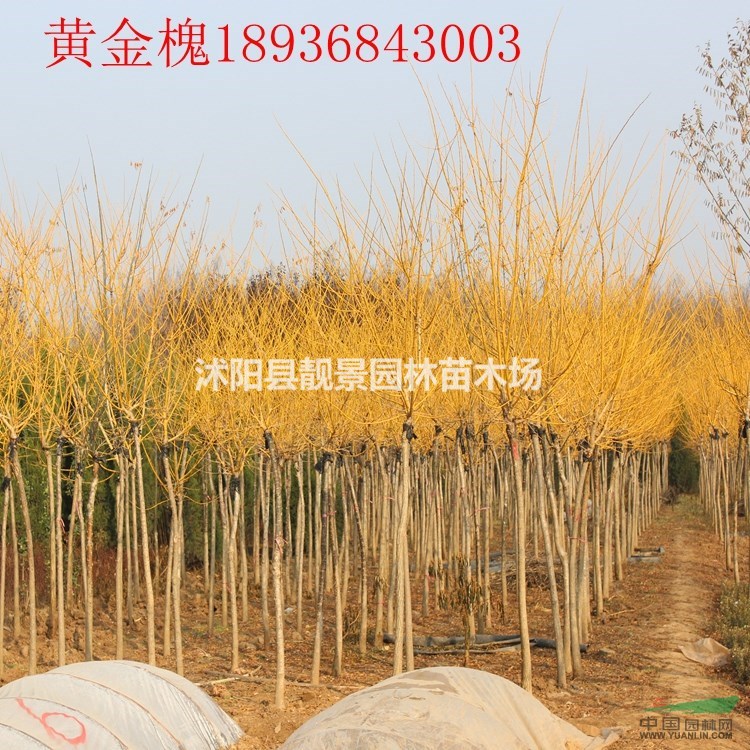 黄金槐最新价格 黄金槐江苏基地批发 黄叶槐苗圃直销