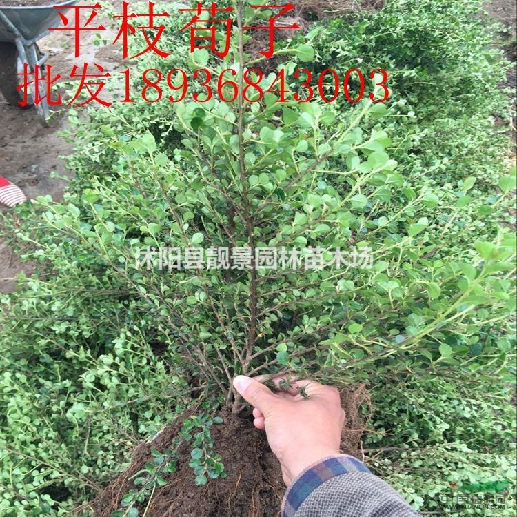 平枝荀子新价格 平枝荀子种子，平枝荀子30-60公分高