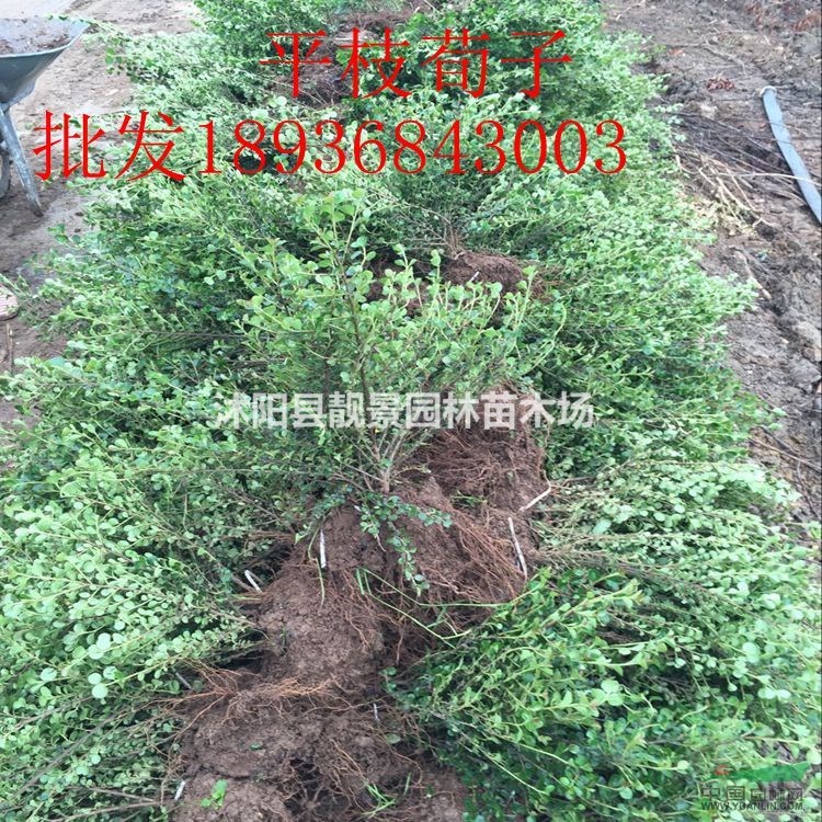 平枝荀子新价格 平枝荀子种子，平枝荀子30-60公分高