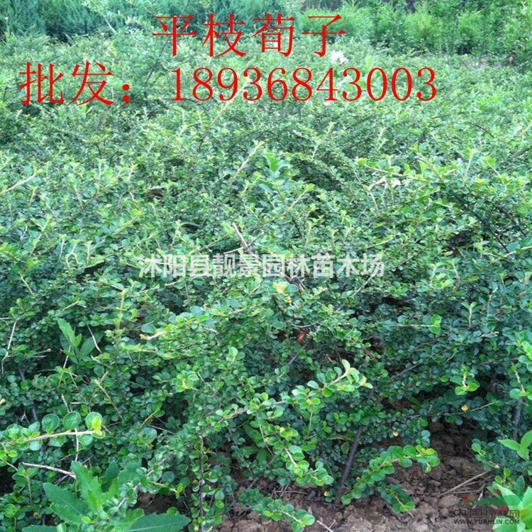 平枝荀子新价格 平枝荀子种子，平枝荀子30-60公分高
