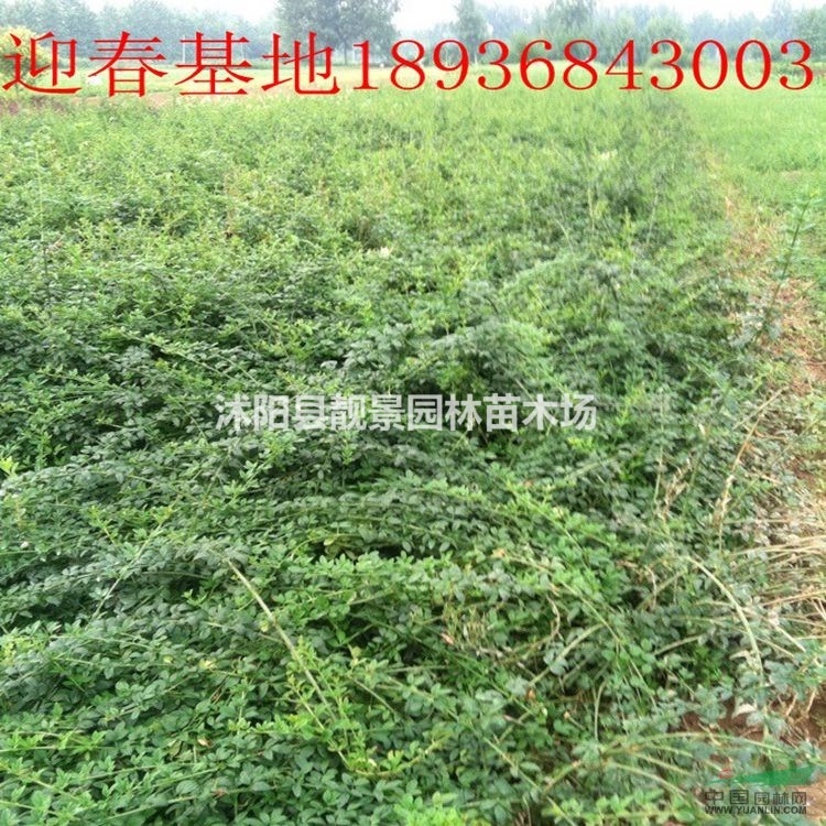 迎春价格 迎春30-80公分长 江苏迎春苗供应商