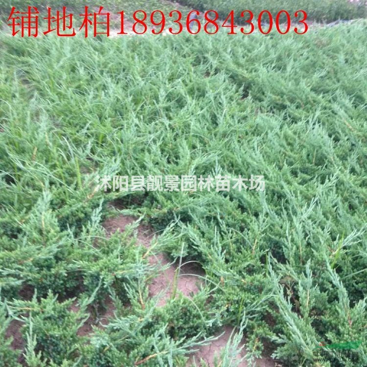 铺地柏最新价格 铺地柏30-60公分长 江苏铺地柏供应商