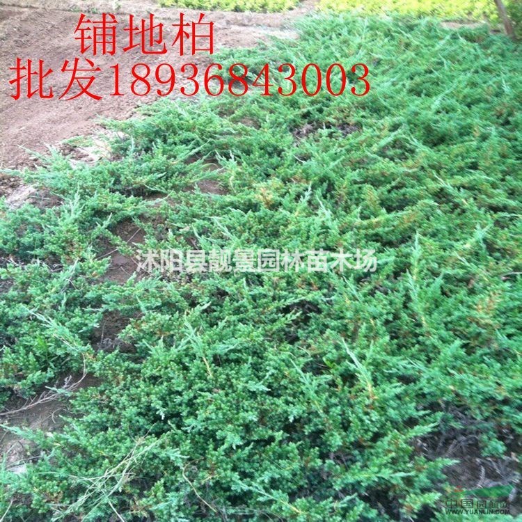 铺地柏最新价格 铺地柏30-60公分长 江苏铺地柏供应商