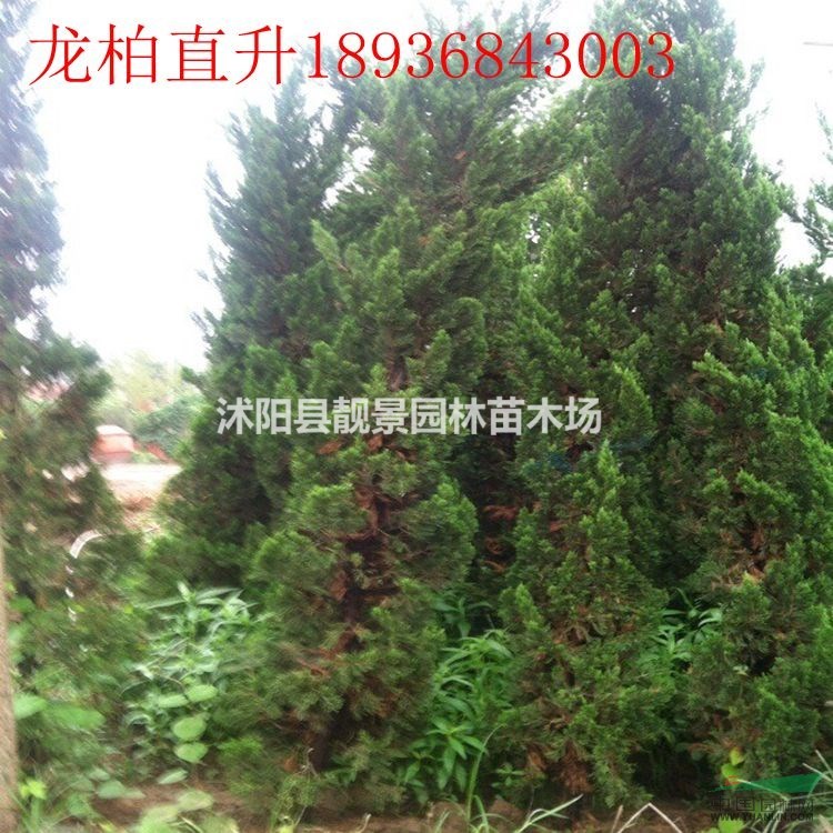 直升龙柏最新价格 优质龙柏2米高 龙柏江苏供应商