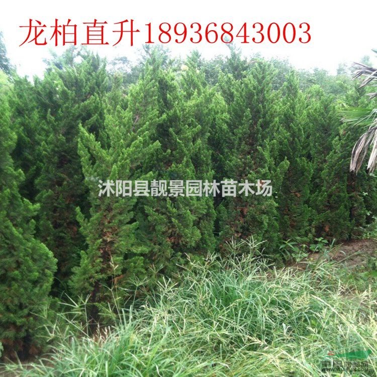 直升龙柏最新价格 优质龙柏2米高 龙柏江苏供应商