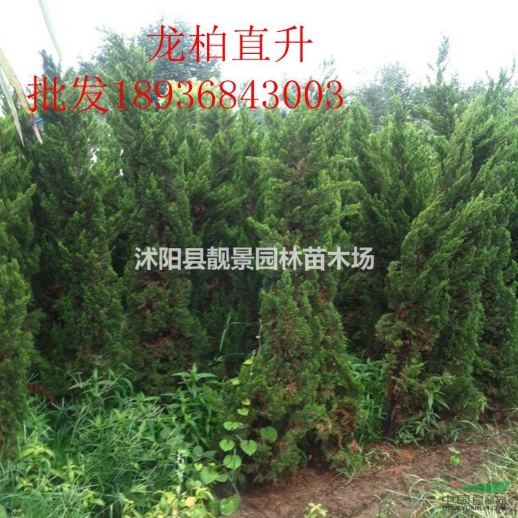 直升龙柏最新价格 优质龙柏2米高 龙柏江苏供应商