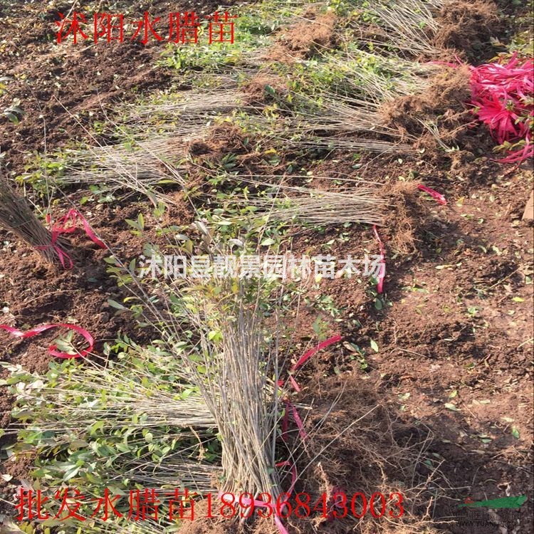 绿叶水蜡苗30-60公分高 水蜡苗江苏基地供应 水蜡绿篱苗
