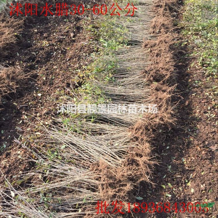 绿叶水蜡苗30-60公分高 水蜡苗江苏基地供应 水蜡绿篱苗