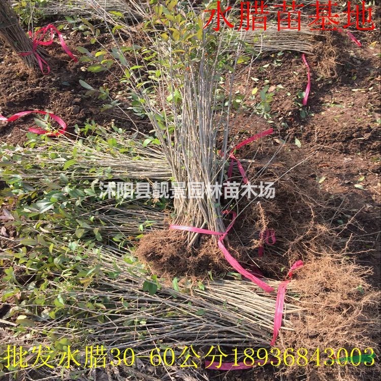 绿叶水蜡苗30-60公分高 水蜡苗江苏基地供应 水蜡绿篱苗