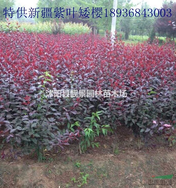 紫叶矮樱苗最新价格 江苏紫叶矮樱苗批发 