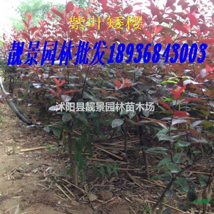 紫叶矮樱苗最新价格 江苏紫叶矮樱苗批发 