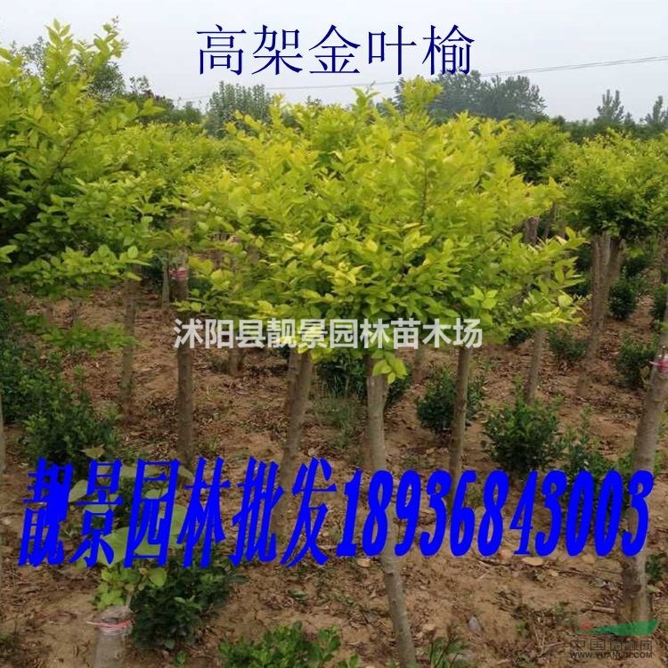 中华金叶榆最新价格 金叶榆嫁接1-10公分 江苏金叶榆基地