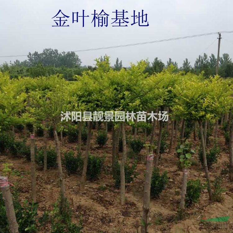 中华金叶榆最新价格 金叶榆嫁接1-10公分 江苏金叶榆基地