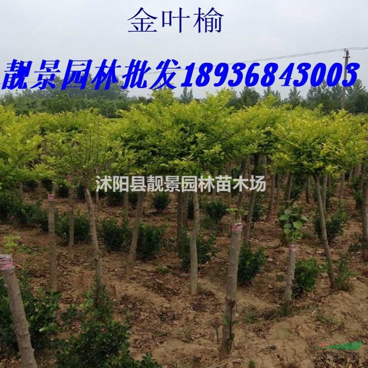 中华金叶榆最新价格 金叶榆嫁接1-10公分 江苏金叶榆基地