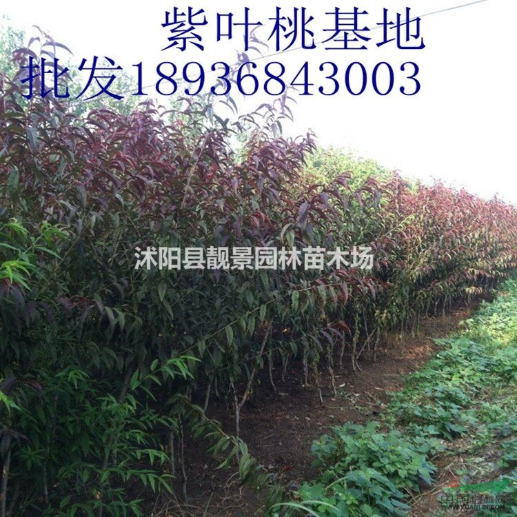 紫叶桃最新价格 紫叶桃1-8公分  江苏紫叶桃基地批发