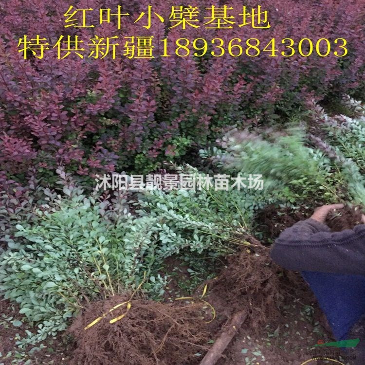 红叶小檗30-60公分高 江苏红叶小檗基地批发 红叶小檗绿篱