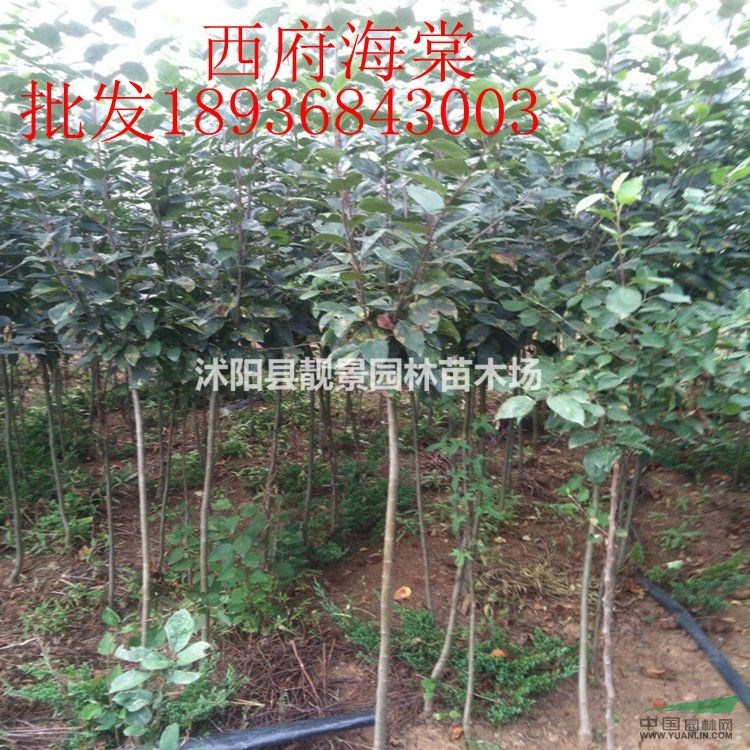 西府海棠最新价格 西府海棠1-8公分粗 江苏西府海棠苗