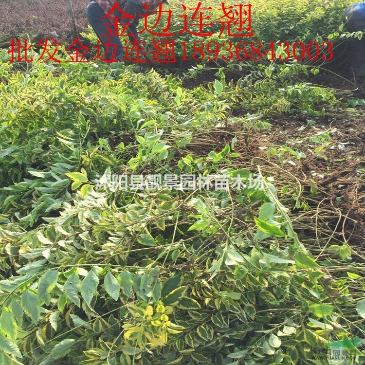 金边连翘新价格 金边假连翘80公分长 黄叶连翘供应