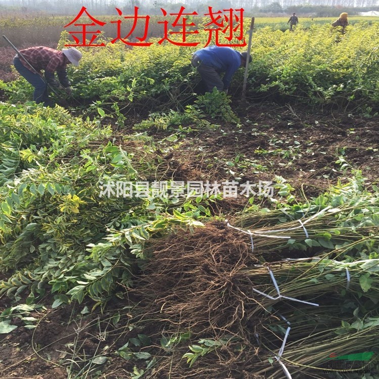 金边连翘新价格 金边假连翘80公分长 黄叶连翘供应