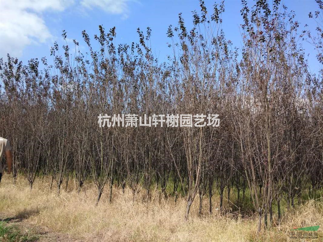 大量供應3-8公分紅葉李