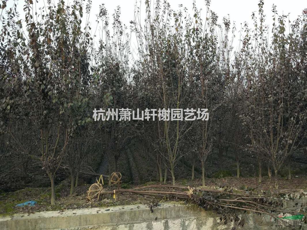 大量供應3-8公分紅葉李