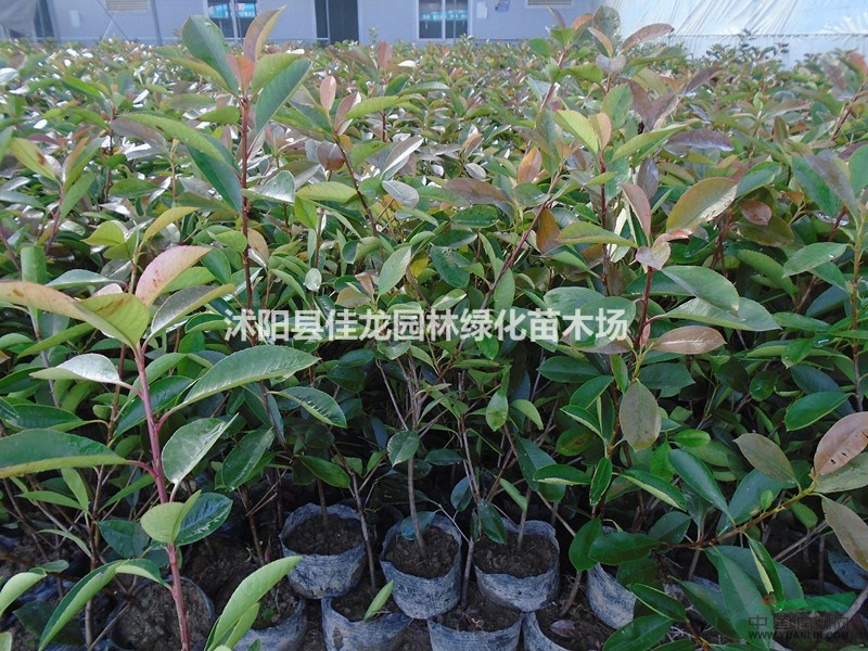 紅葉石楠地苗/ 杯苗批發(fā)