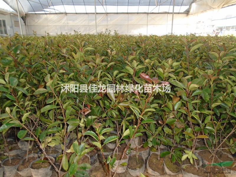 紅葉石楠地苗/ 杯苗批發(fā)