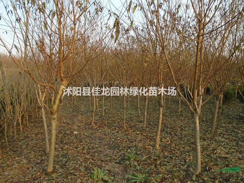 紅葉碧桃3-10公分粗的 
