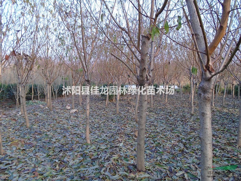 紅葉碧桃3-10公分粗的 