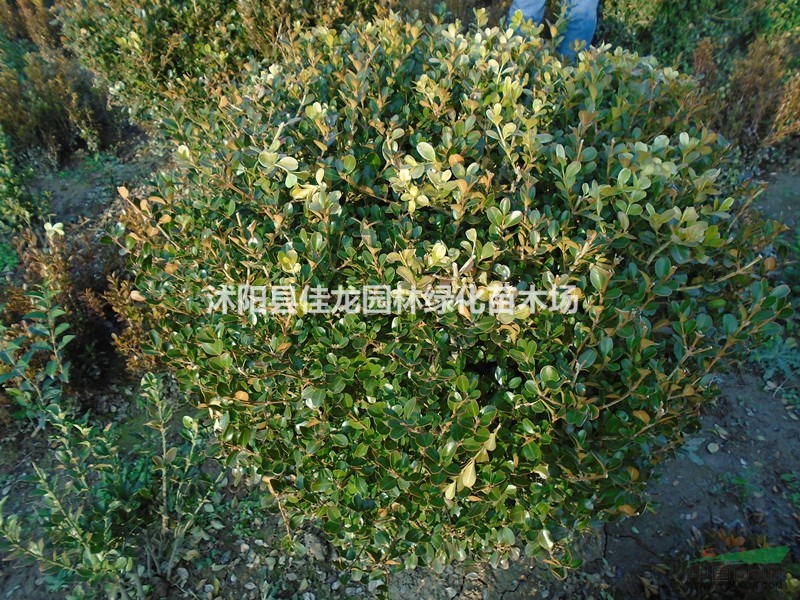 瓜子黃楊球批發(fā)50-200冠幅/瓜子黃楊球基地