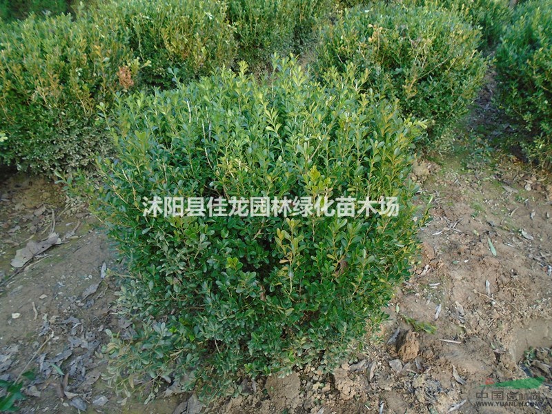 瓜子黃楊球批發(fā)50-200冠幅/瓜子黃楊球基地