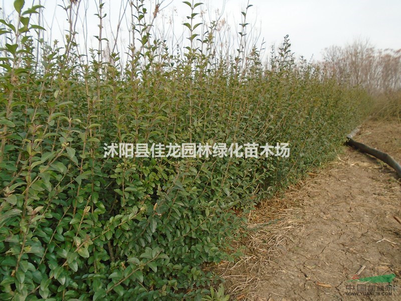 小葉女貞30-60高批發(fā)/小葉女貞基地