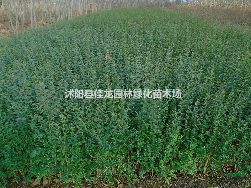 小葉女貞30-60高批發(fā)/小葉女貞基地