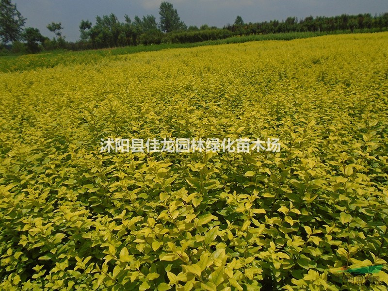金葉女貞30-60高批發(fā)/金葉女貞苗圃基地