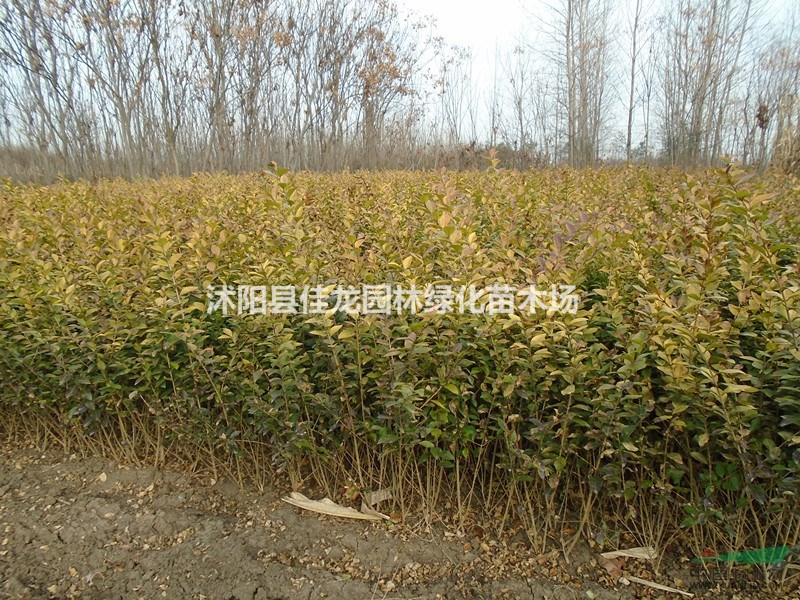 金葉女貞30-60高批發(fā)/金葉女貞苗圃基地