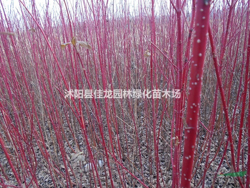 紅瑞木叢生/ 多分叉/ 50-200高