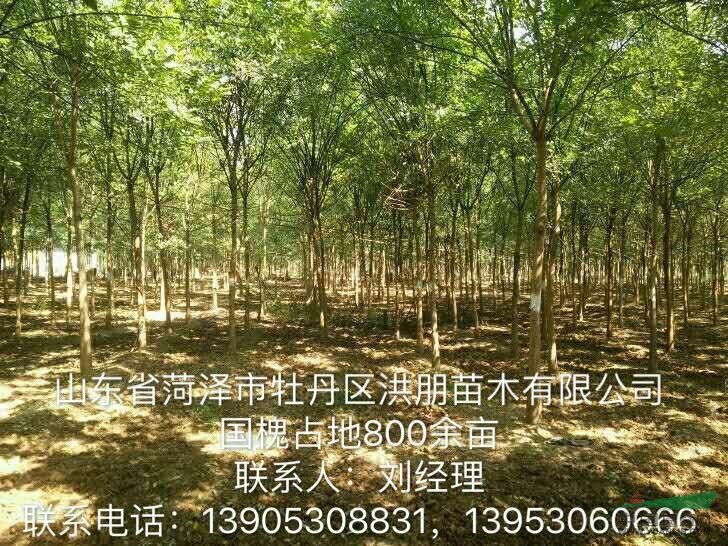 菏澤洪朋苗木供應(yīng)大量4到8公分老式國槐