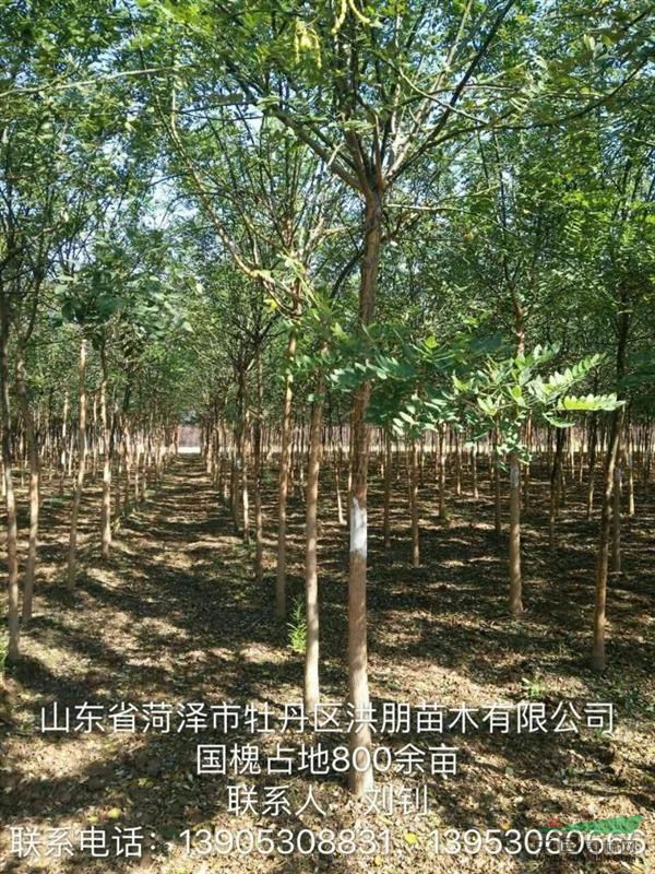 菏澤洪朋苗木供應(yīng)大量4到8公分老式國槐