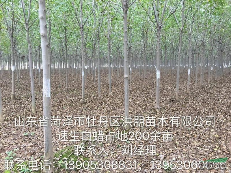 菏澤洪朋苗木供應(yīng)大量7到10公分速生白蠟