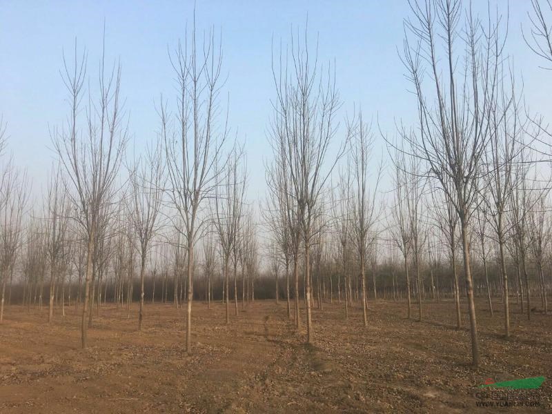 菏澤洪朋苗木供應(yīng)大量7到10公分速生白蠟