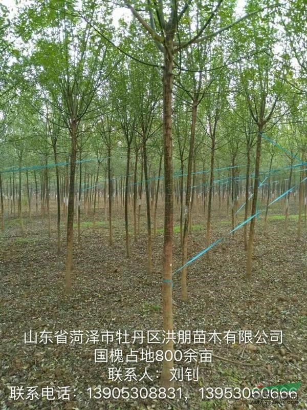 菏澤供應(yīng)大量5到7公分速生國槐