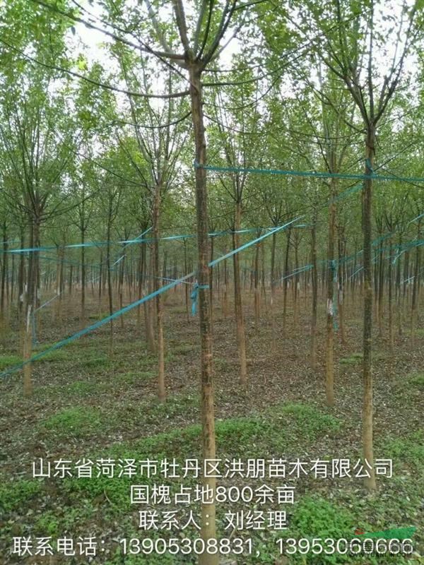 菏澤供應(yīng)大量5到7公分速生國槐