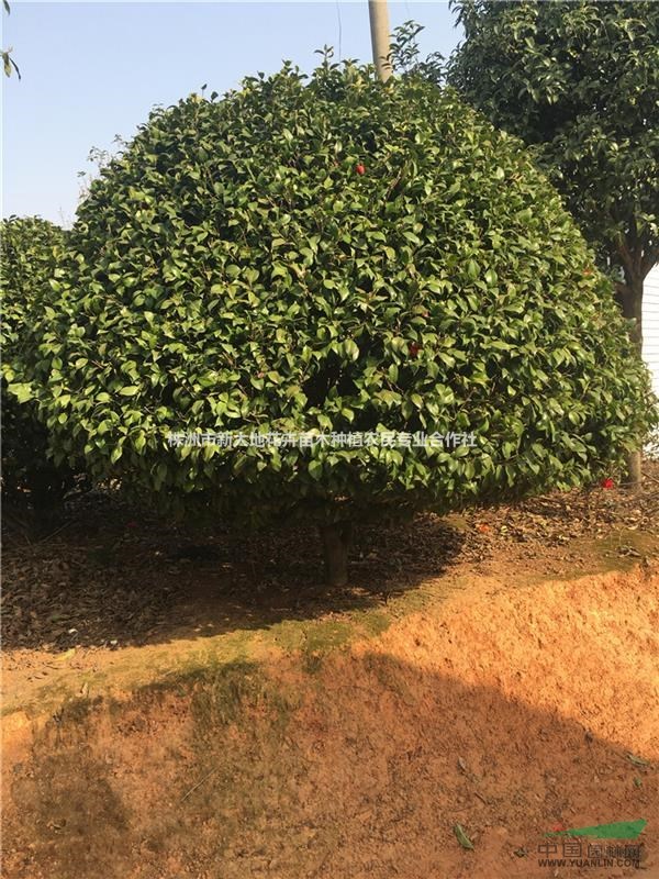 茶花價格湖南茶花球價格茶花樹基地種植技術(shù)打造綠色家園