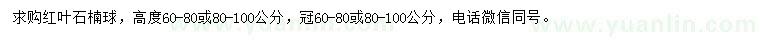 求購冠60-80或80-100公分紅葉石楠球
