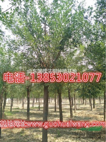 7公分垂絲海棠價格500元