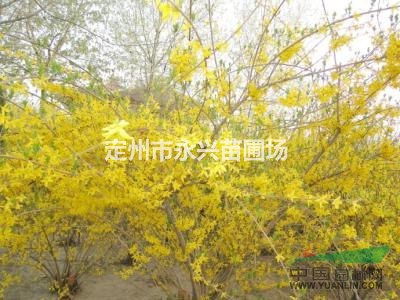 河北华北连翘.华北连翘价格，华北连翘3-5个分枝以上