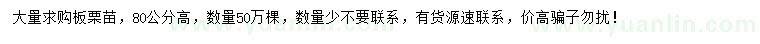 求購高80公分板栗苗